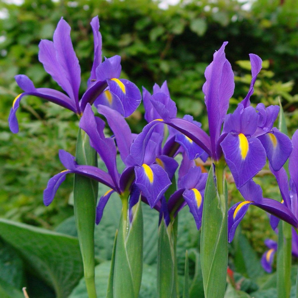 Iris hollandica Blue Magic - Holländische Schwertlilie