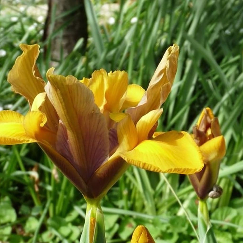 Iris hollandica Bronze Perfection - Holländische Schwertlilie