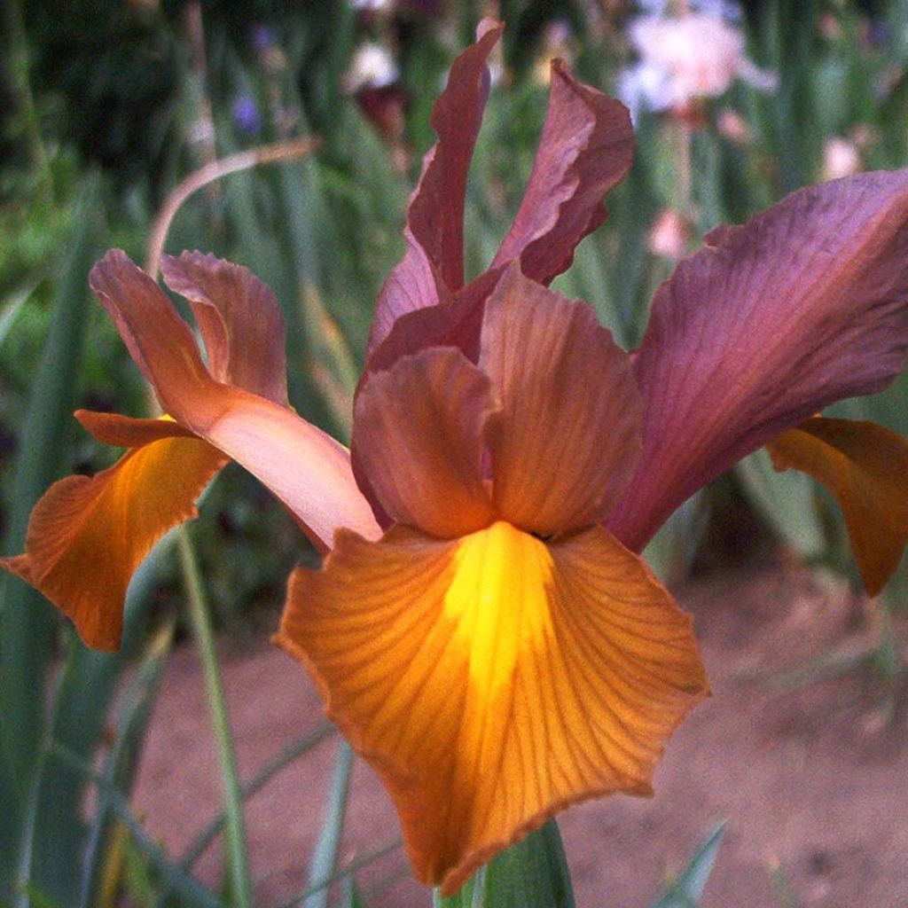 Iris hollandica Bronze Queen - Holländische Schwertlilie