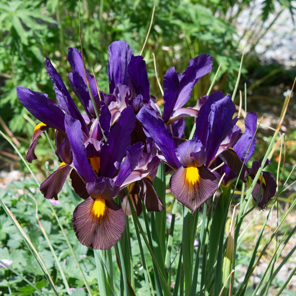 Iris hollandica Eye of the Tiger - Holländische Schwertlilie