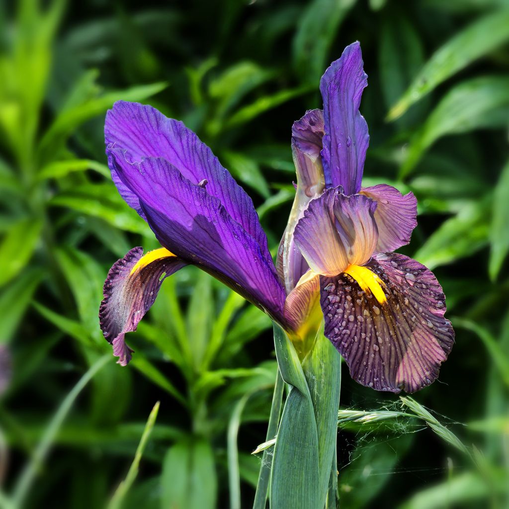 Iris hollandica Eye of the Tiger - Holländische Schwertlilie