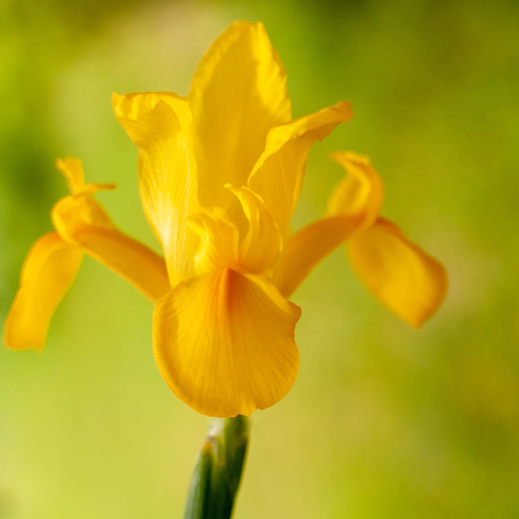 Iris hollandica Golden Harvest - Holländische Schwertlilie