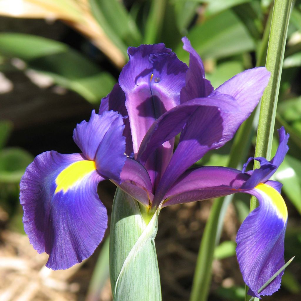 Iris hollandica Purple Sensation - Holländische Schwertlilie