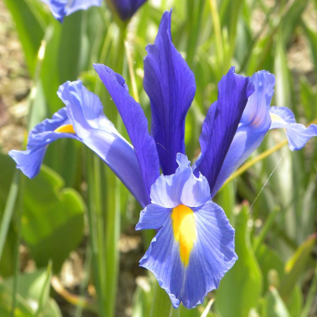 Iris hollandica Sapphire Beauty - Holländische Schwertlilie