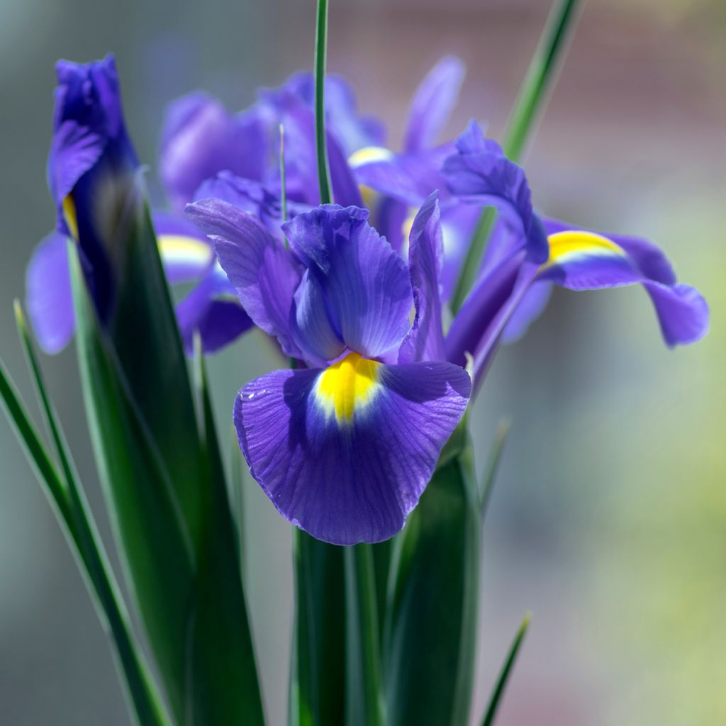 Iris hollandica Sapphire Beauty - Holländische Schwertlilie