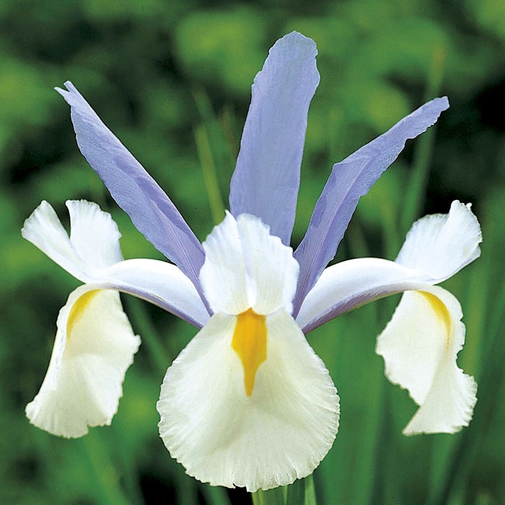 Iris hollandica Silvery Beauty - Holländische Schwertlilie