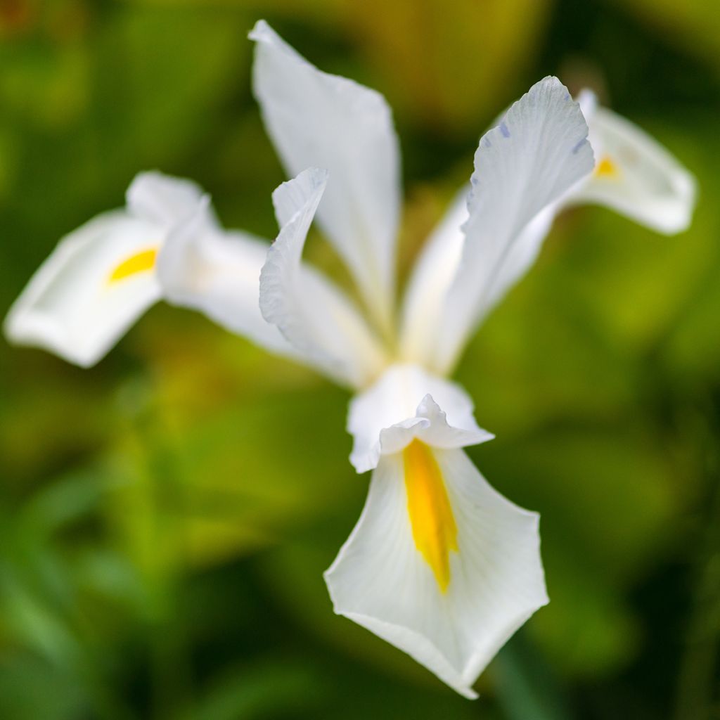 Iris de Hollande White Excelsior