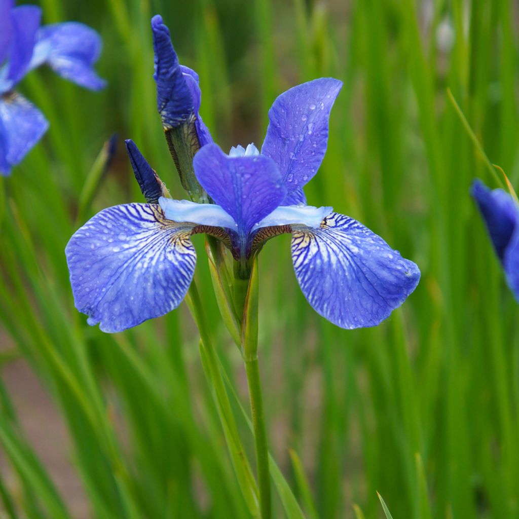 Iris sibirica Blue King - Sibirische Schwertlilie