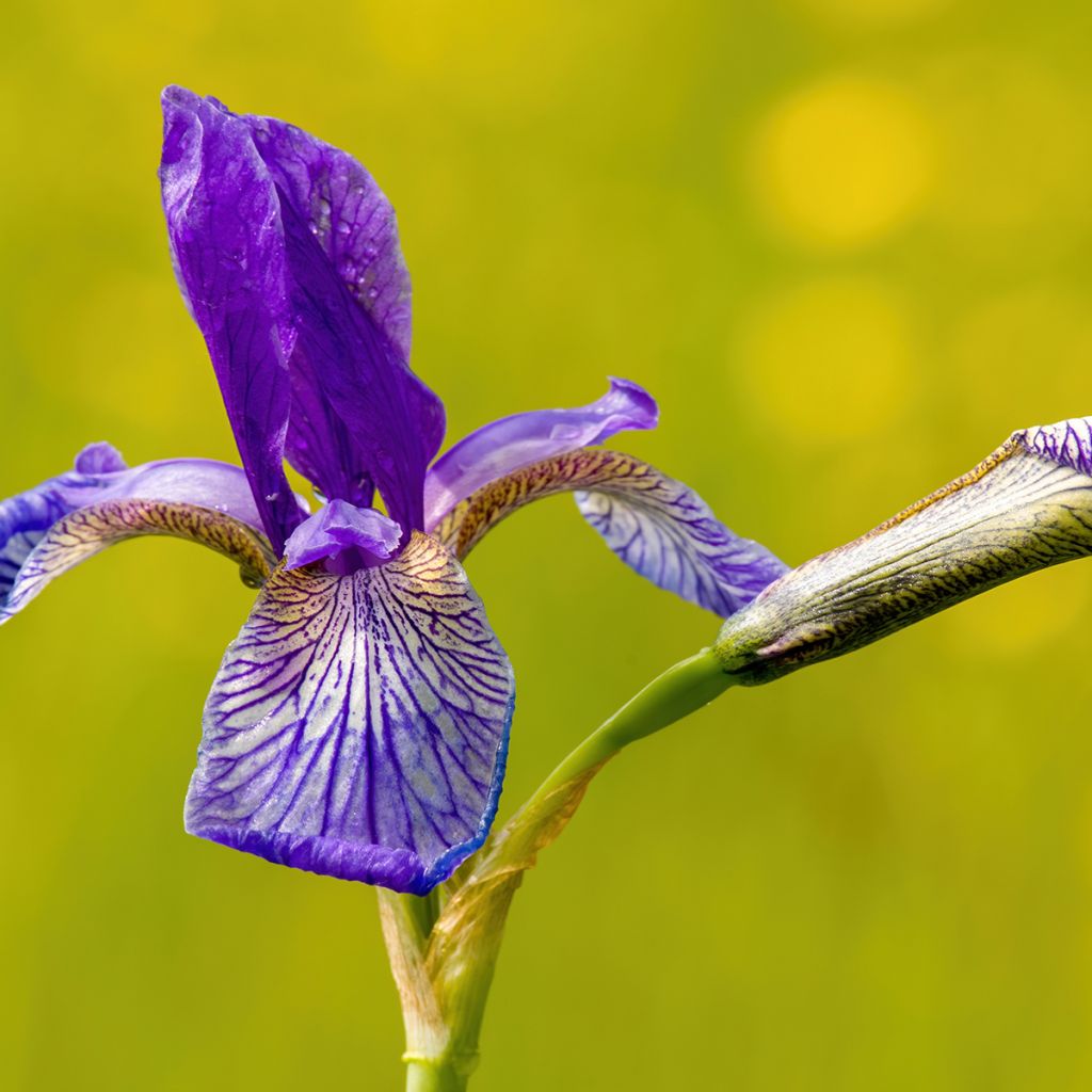 Iris sibirica Blue King - Sibirische Schwertlilie