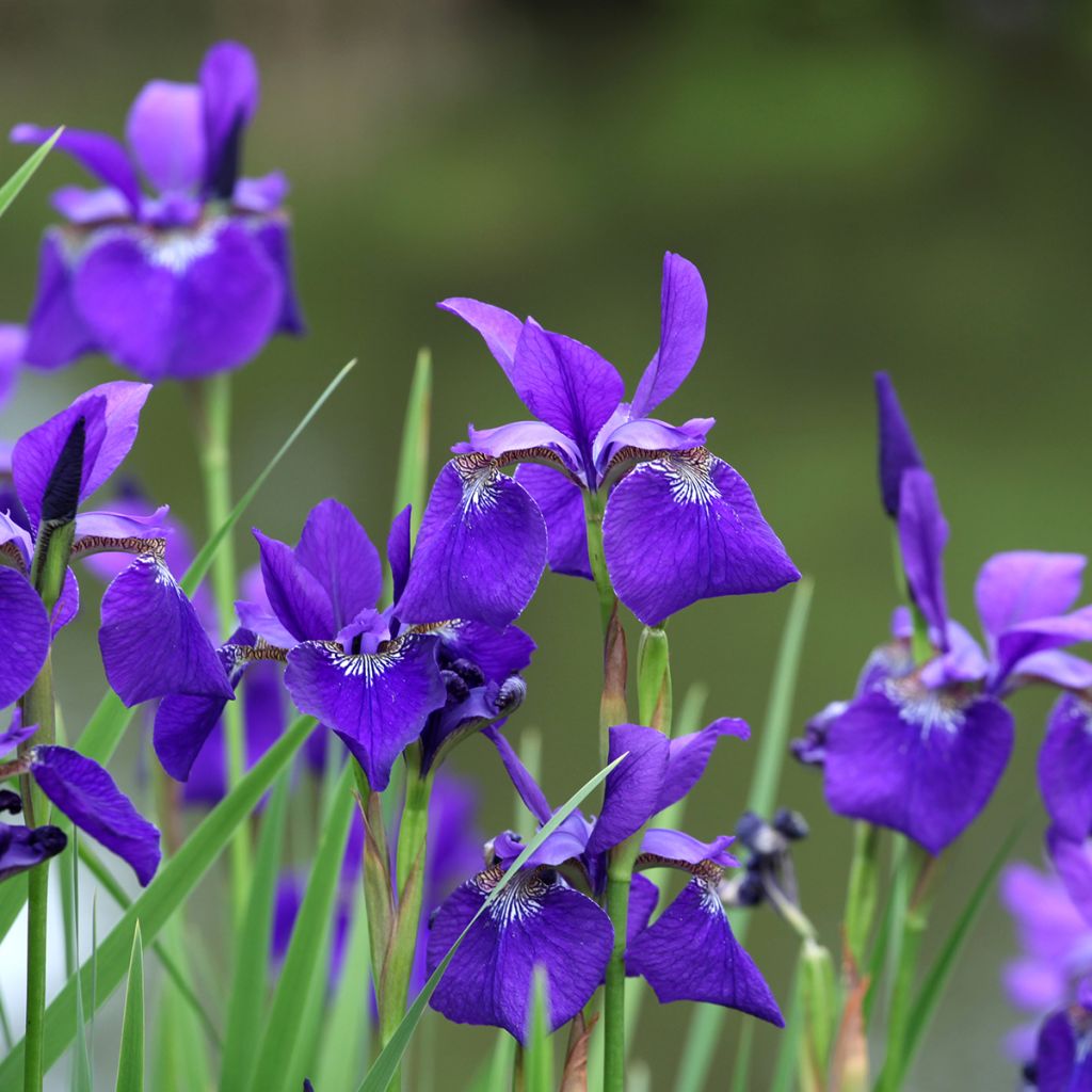 Iris sibirica Caesar's Brother - Sibirische Schwertlilie