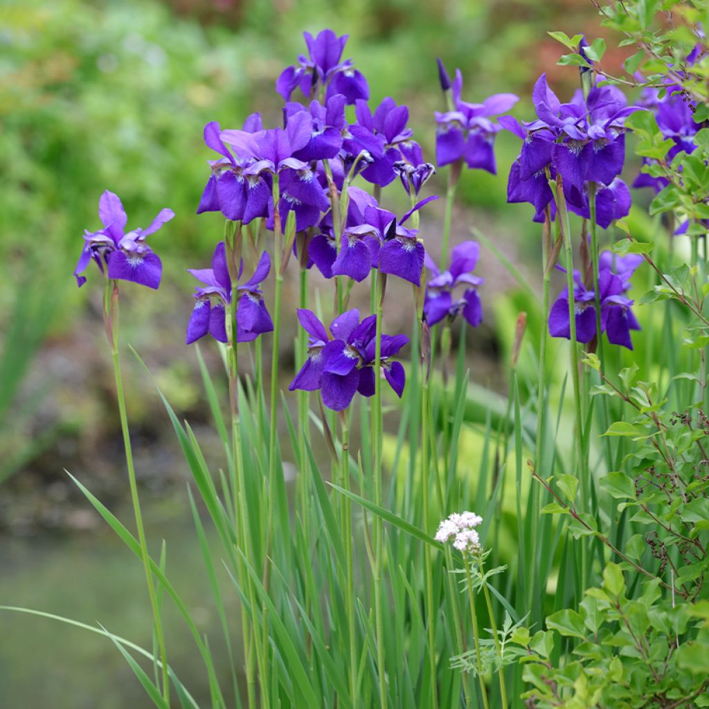 Iris sibirica Caesar's Brother - Sibirische Schwertlilie