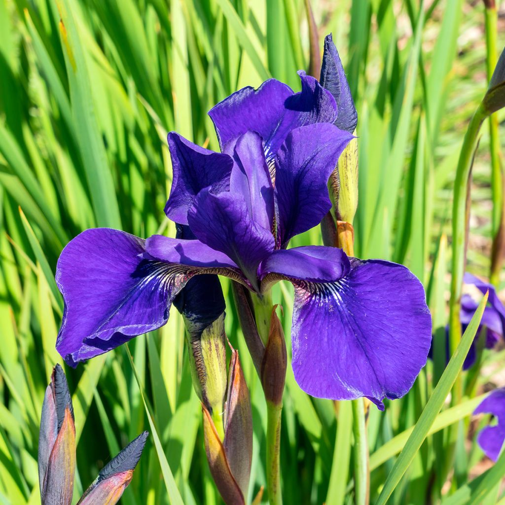 Iris sibirica Caesar's Brother - Sibirische Schwertlilie