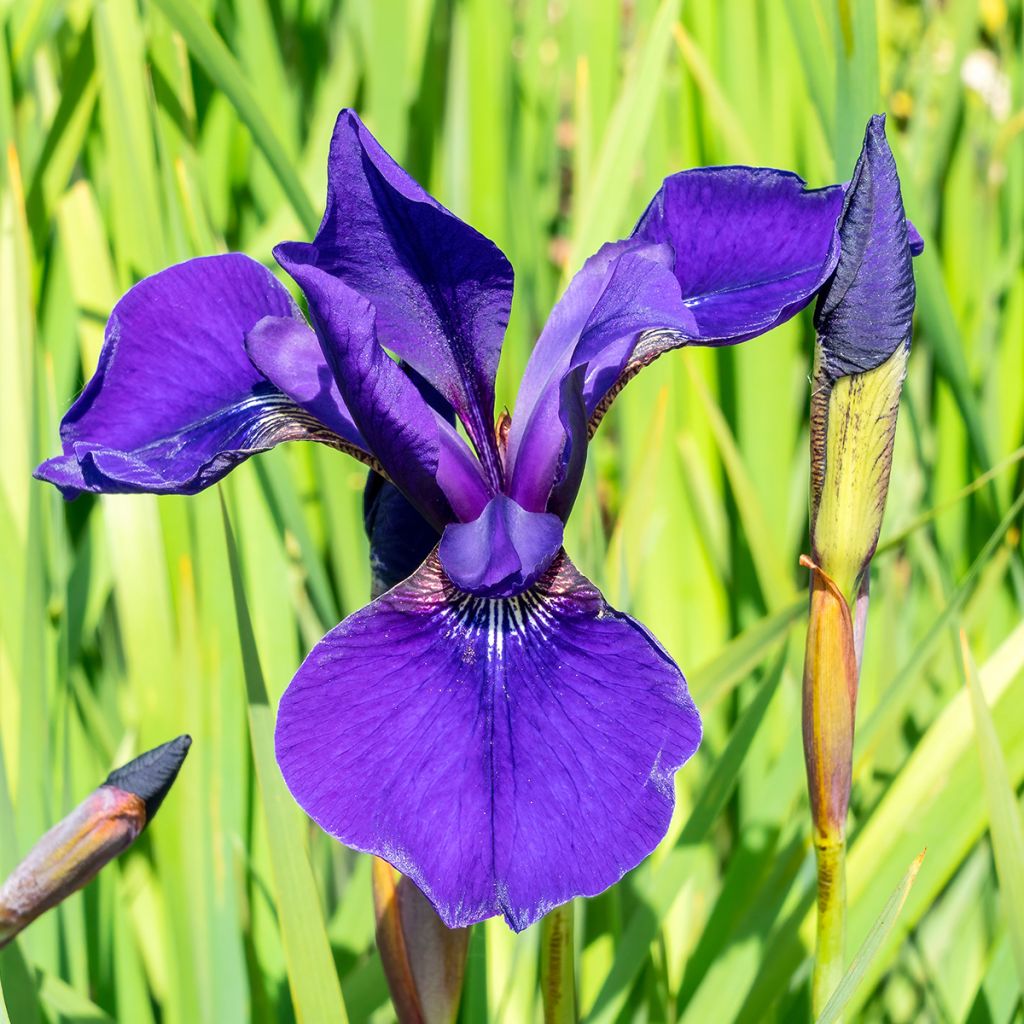 Iris sibirica Caesar's Brother - Sibirische Schwertlilie