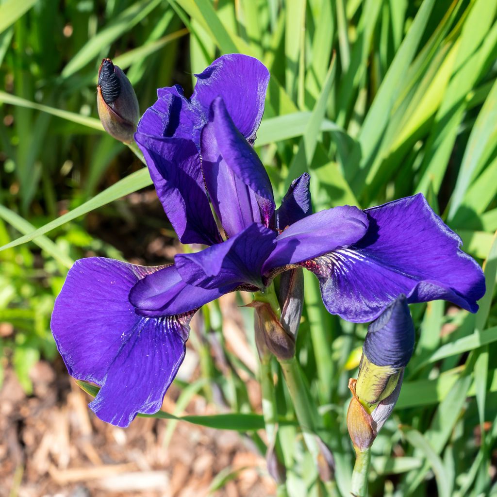 Iris sibirica Caesar's Brother - Sibirische Schwertlilie