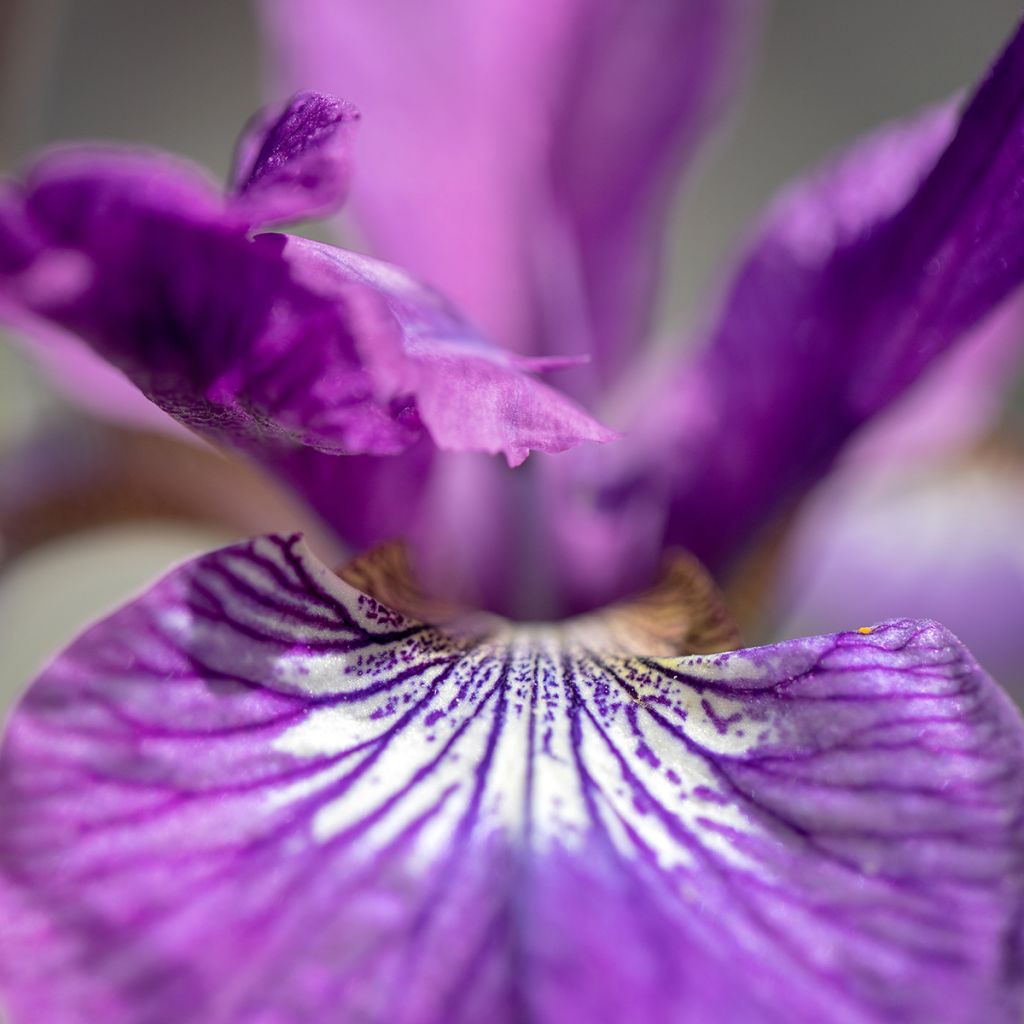 Iris sibirica Sparkling Rose - Sibirische Schwertlilie