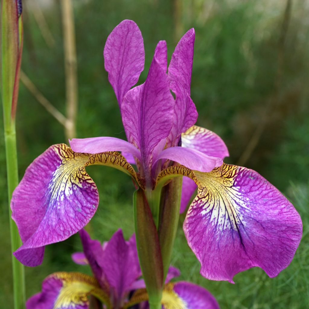 Iris sibirica Sparkling Rose - Sibirische Schwertlilie