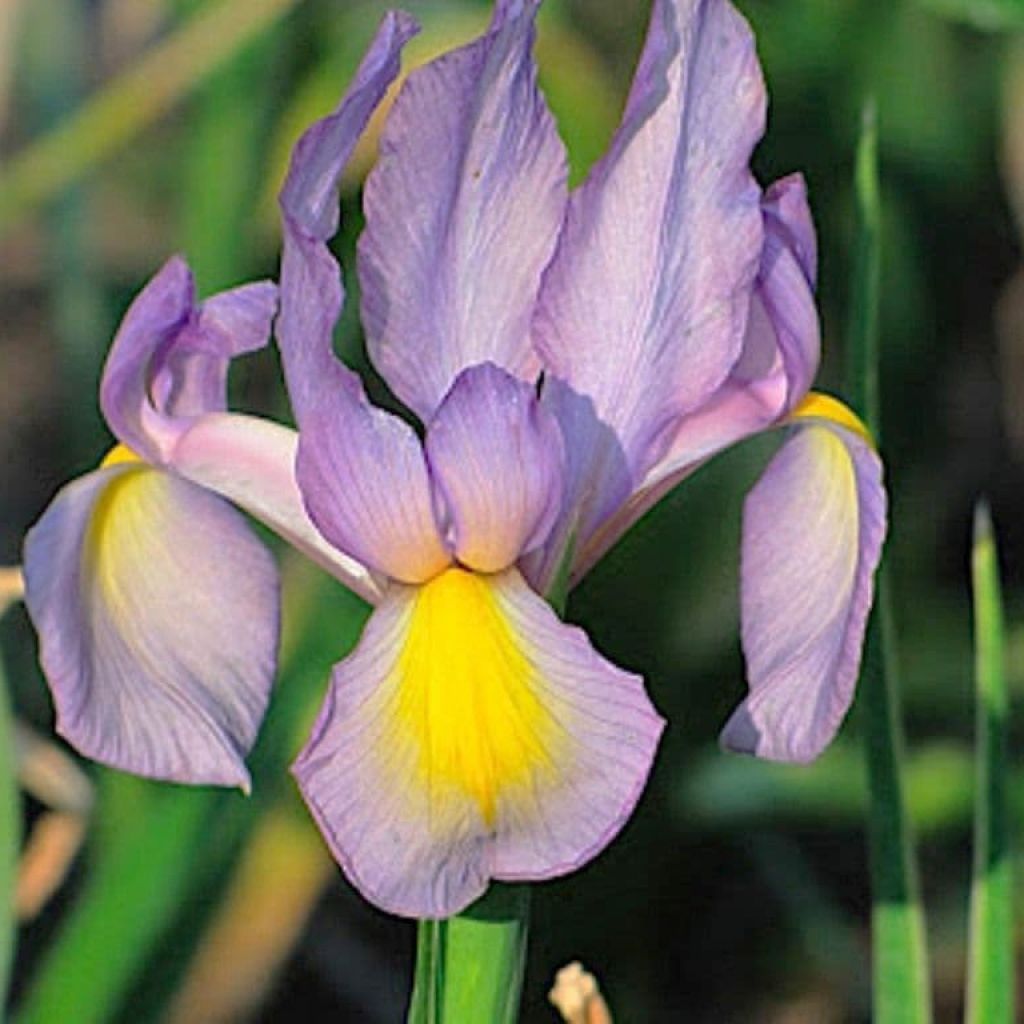 Iris hollandica Rosario - Holländische Schwertlilie