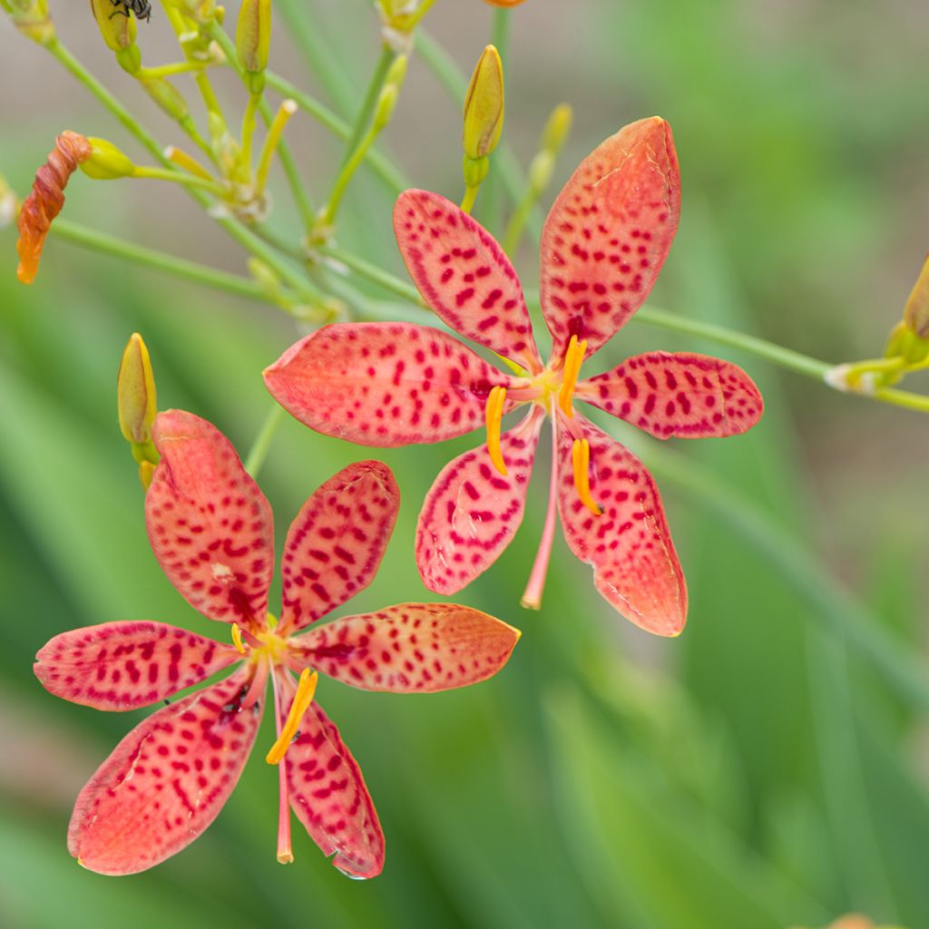 Belamcanda chinensis - Leopardenblume