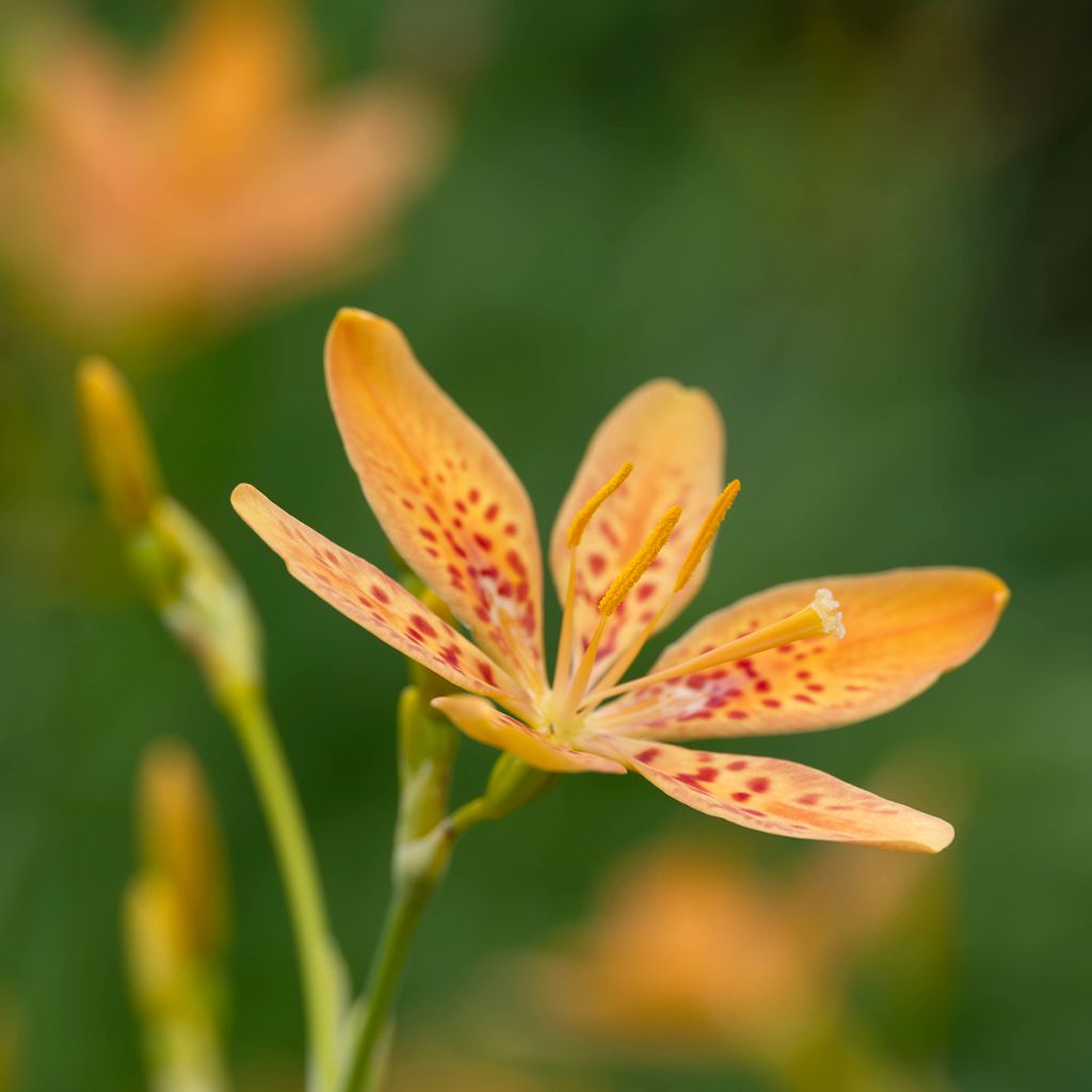 Belamcanda chinensis - Leopardenblume