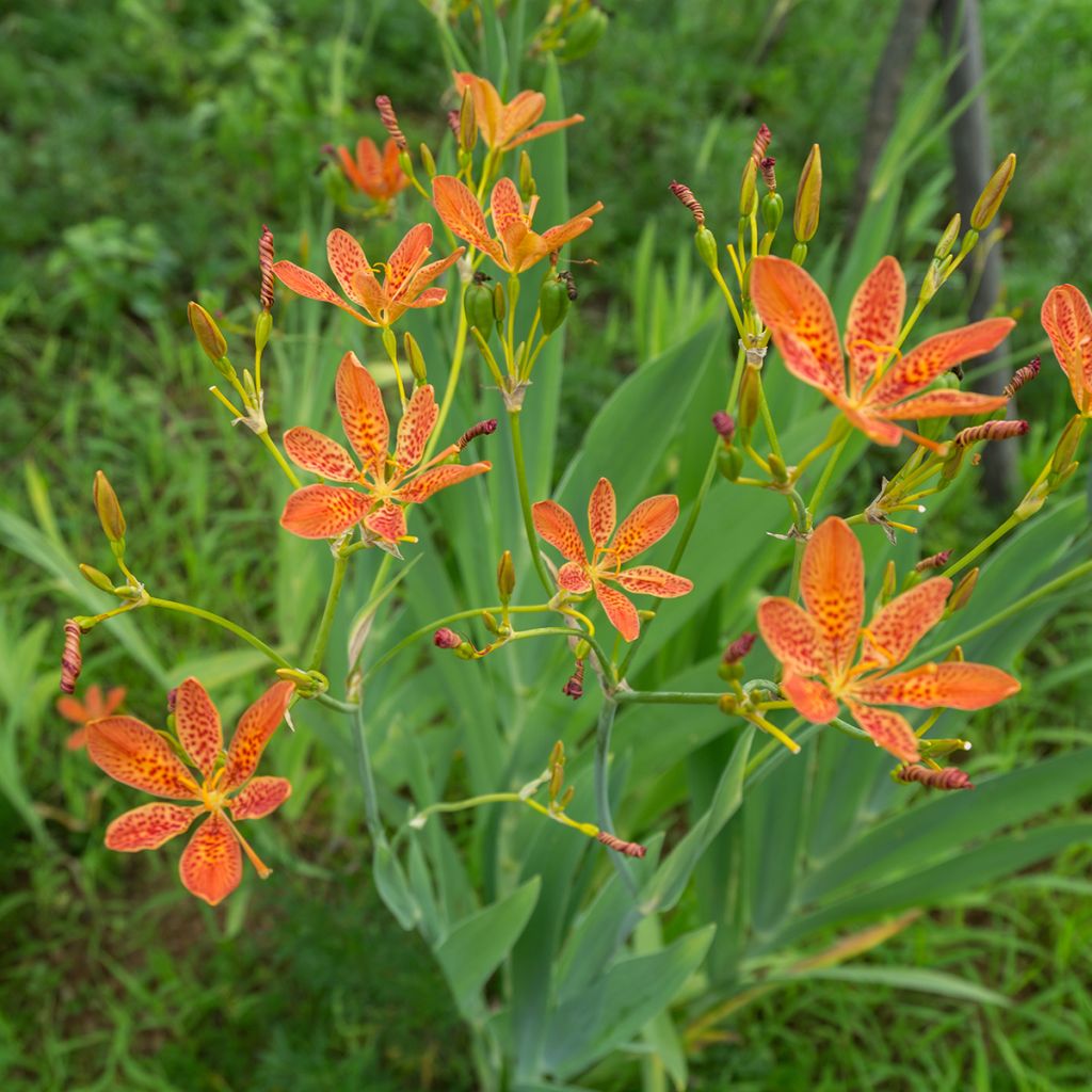 Belamcanda chinensis - Leopardenblume