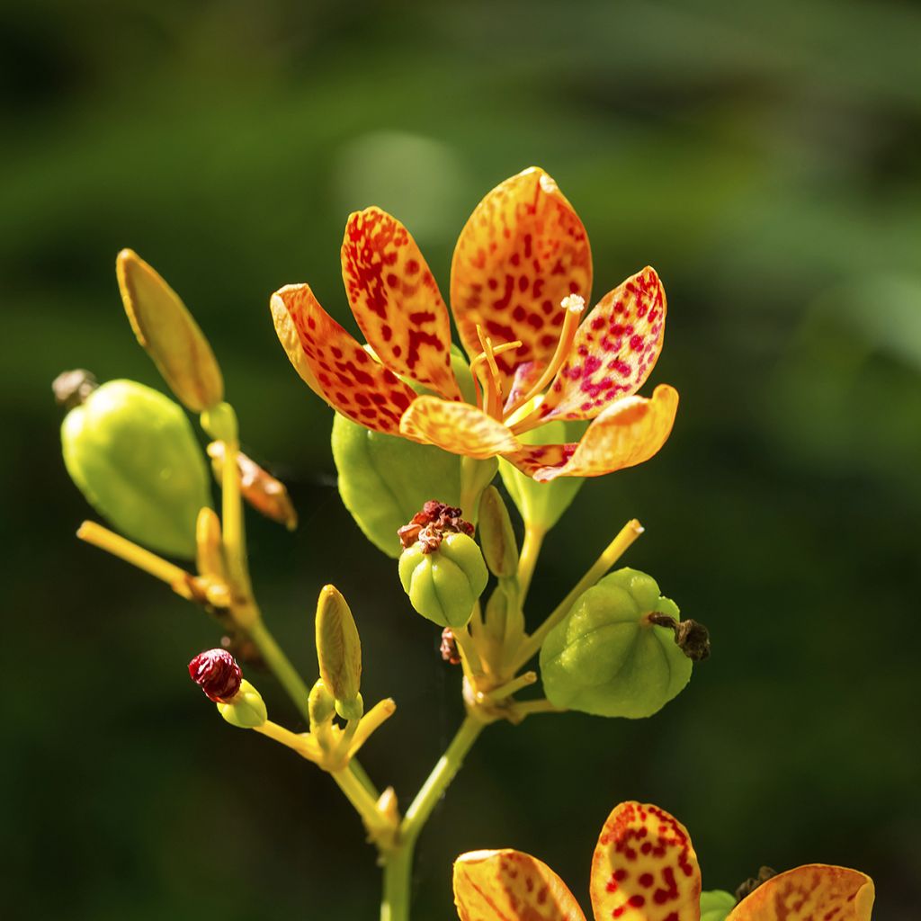 Belamcanda chinensis - Leopardenblume