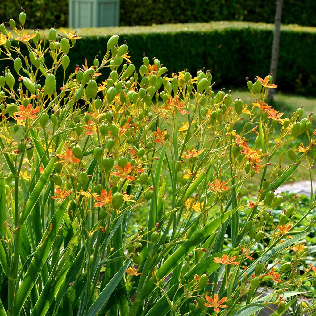 Belamcanda chinensis - Leopardenblume