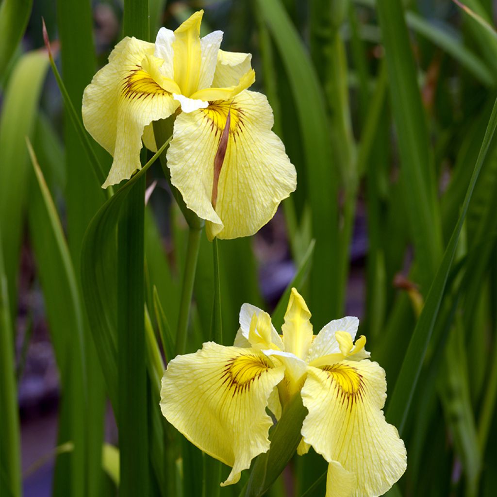 Iris ensata Aichi-no-Kagayaki - Japanische Schwertlilie