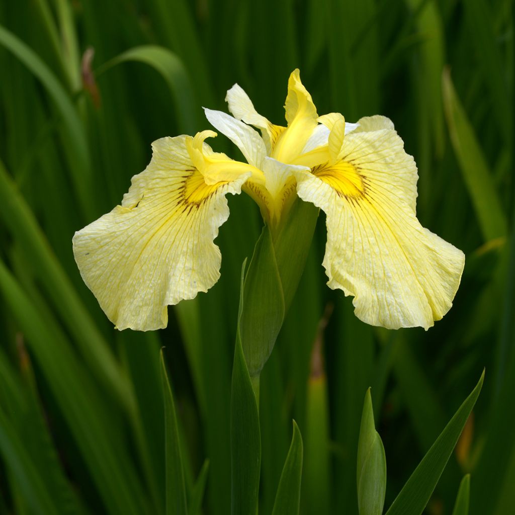 Iris ensata Aichi-no-Kagayaki - Japanische Schwertlilie