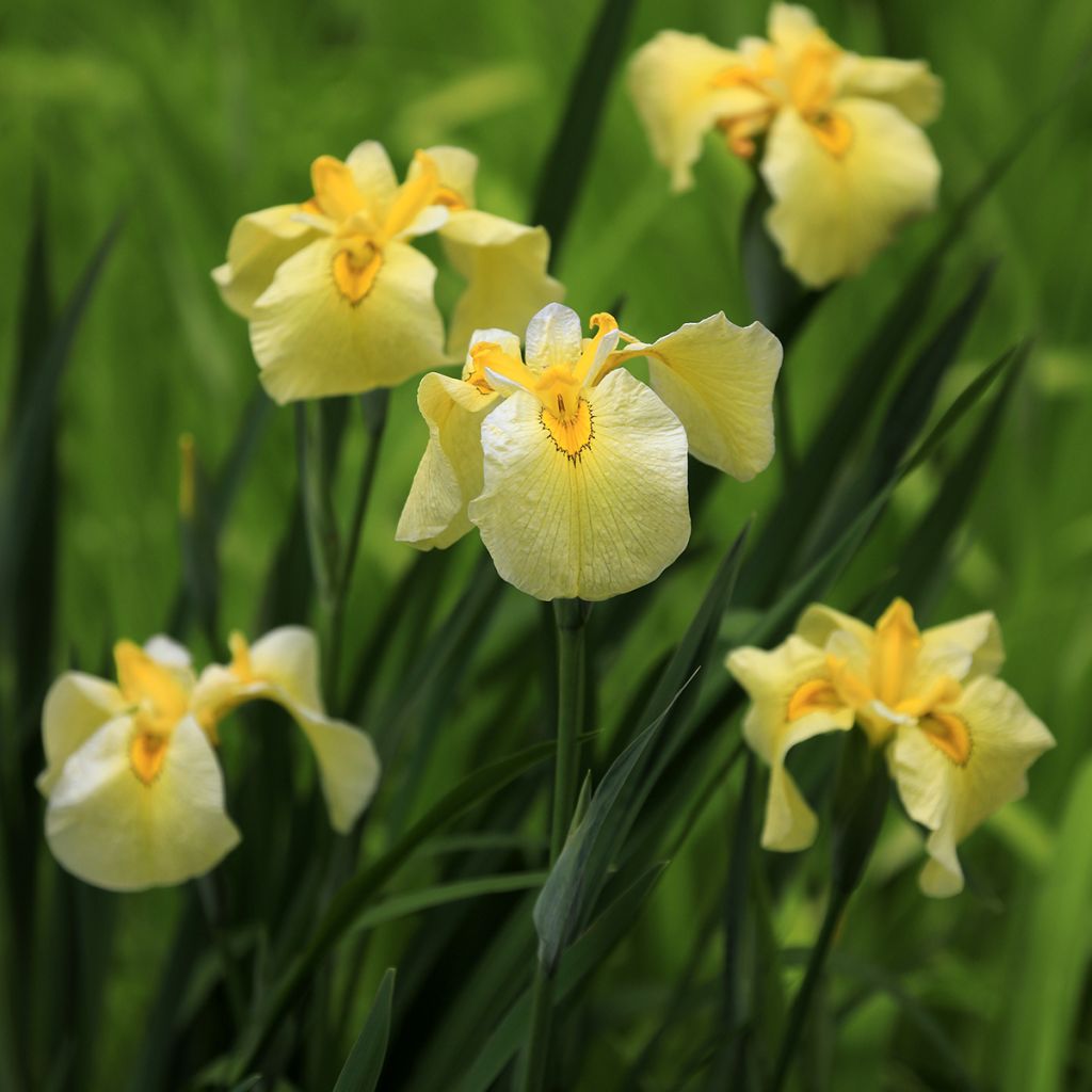 Iris ensata Aichi-no-Kagayaki - Japanische Schwertlilie