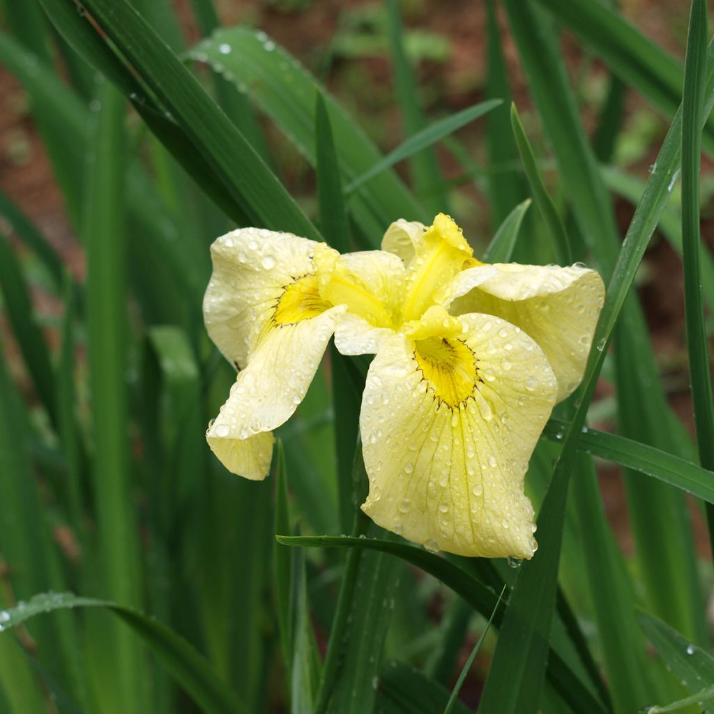 Iris ensata Aichi-no-Kagayaki - Japanische Schwertlilie