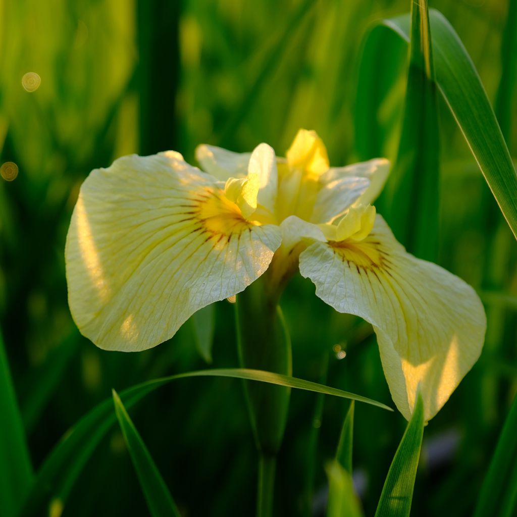 Iris ensata Aichi-no-Kagayaki - Japanische Schwertlilie