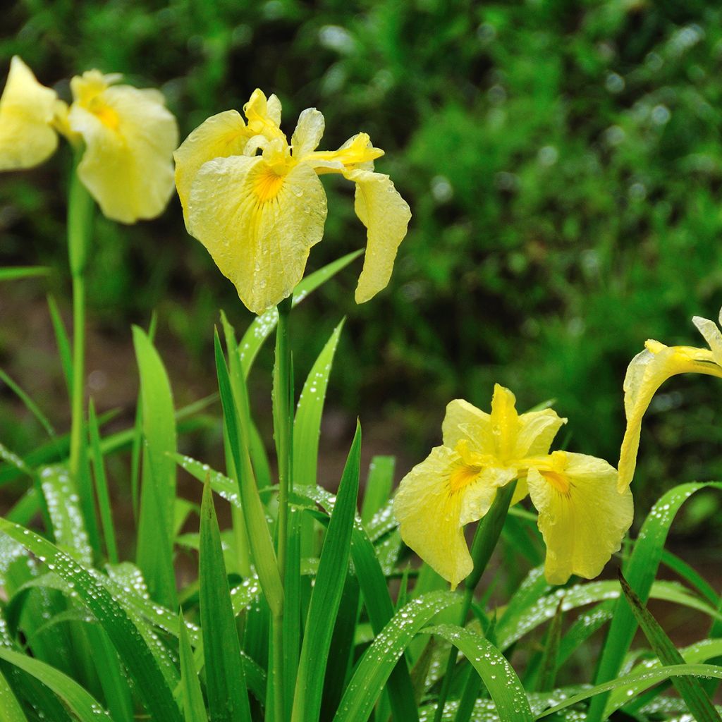 Iris ensata Aichi-no-Kagayaki - Japanische Schwertlilie