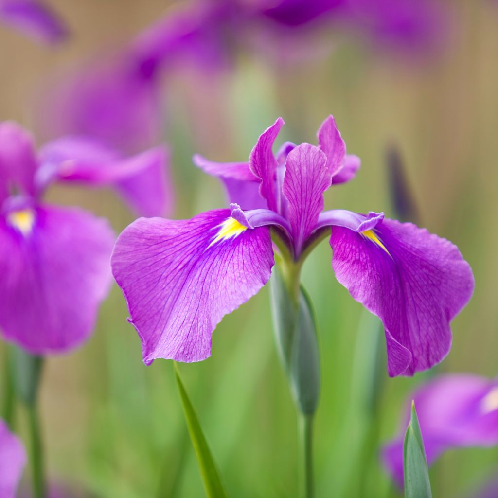 Iris ensata Sea of Amethyst - Japanische Schwertlilie