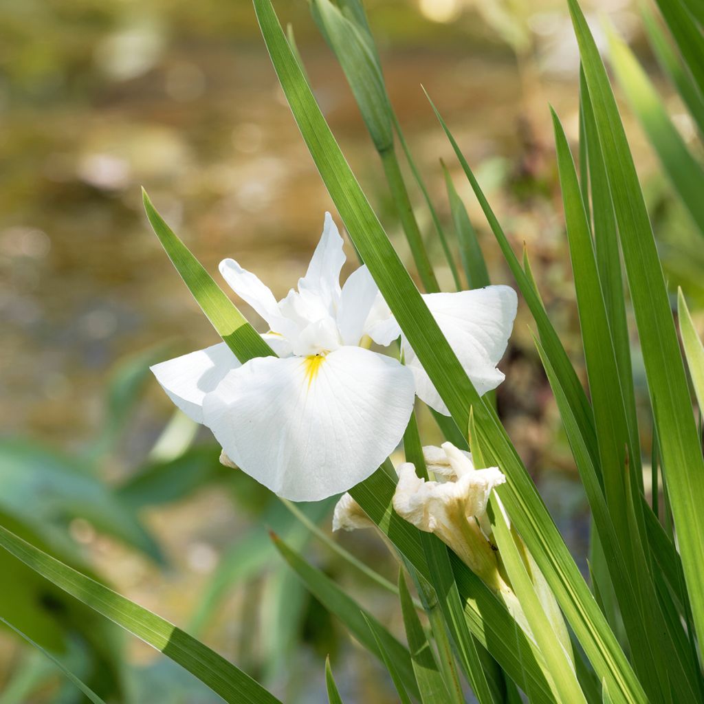 Iris ensata Diamant - Japanische Schwertlilie