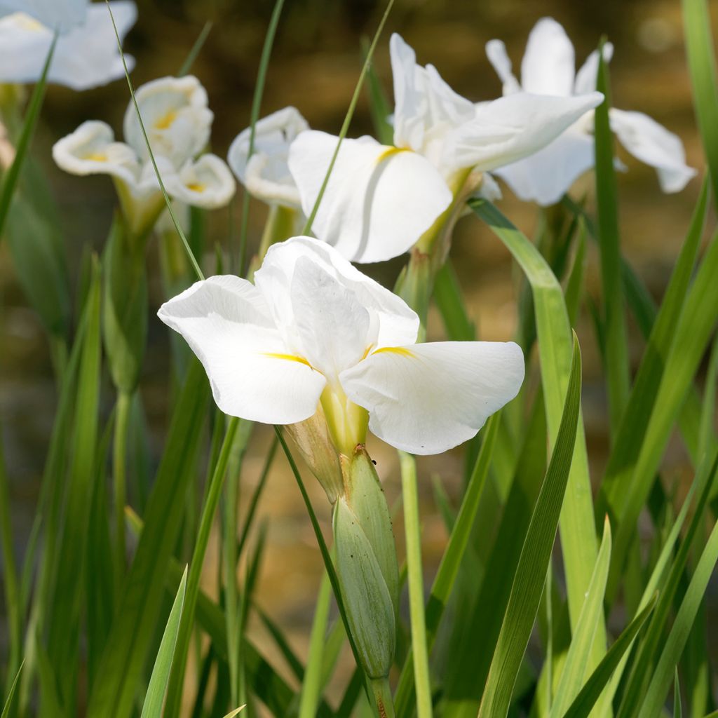 Iris ensata Diamant - Japanische Schwertlilie