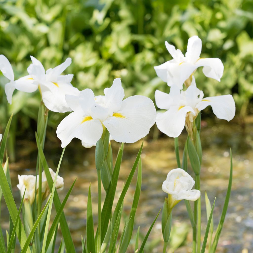 Iris ensata Diamant - Japanische Schwertlilie