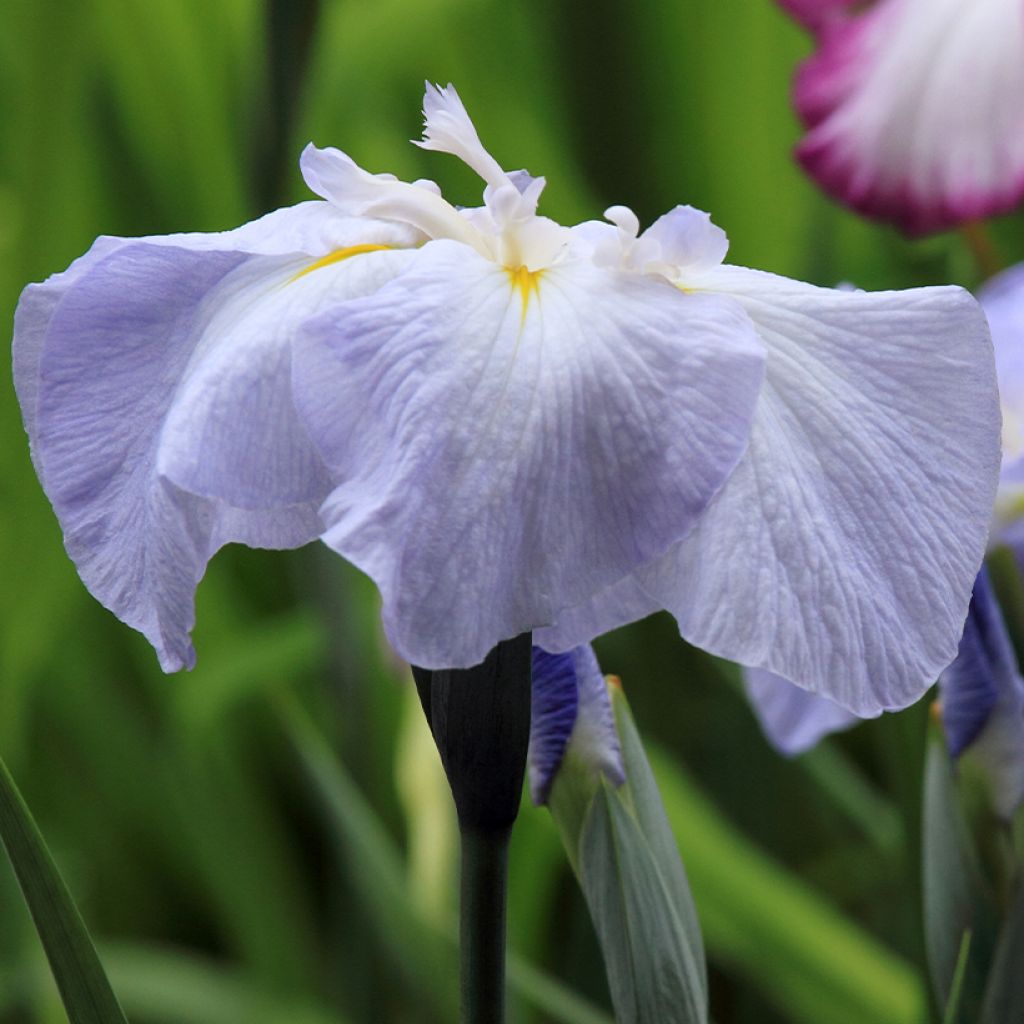 Iris ensata Dinner Plate Ice Cream - Japanische Schwertlilie