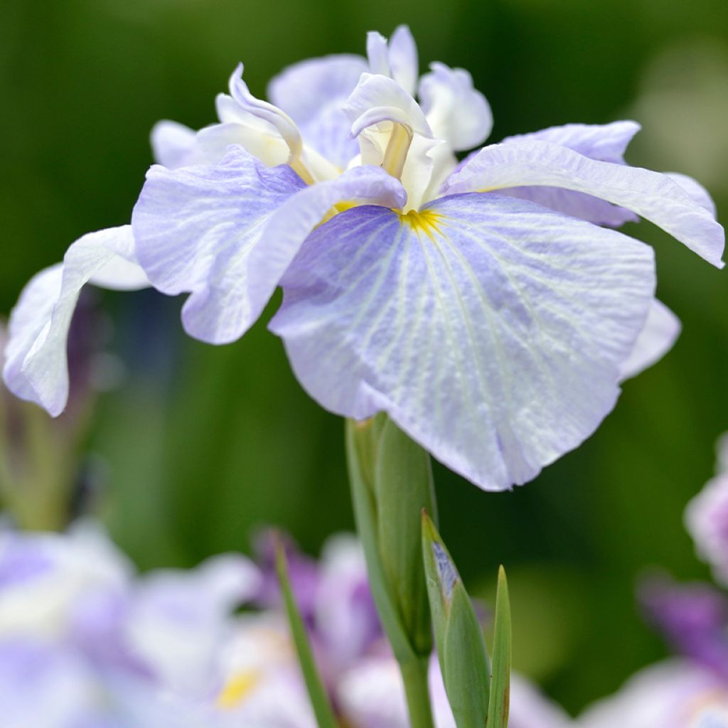 Iris ensata Dinner Plate Ice Cream - Japanische Schwertlilie