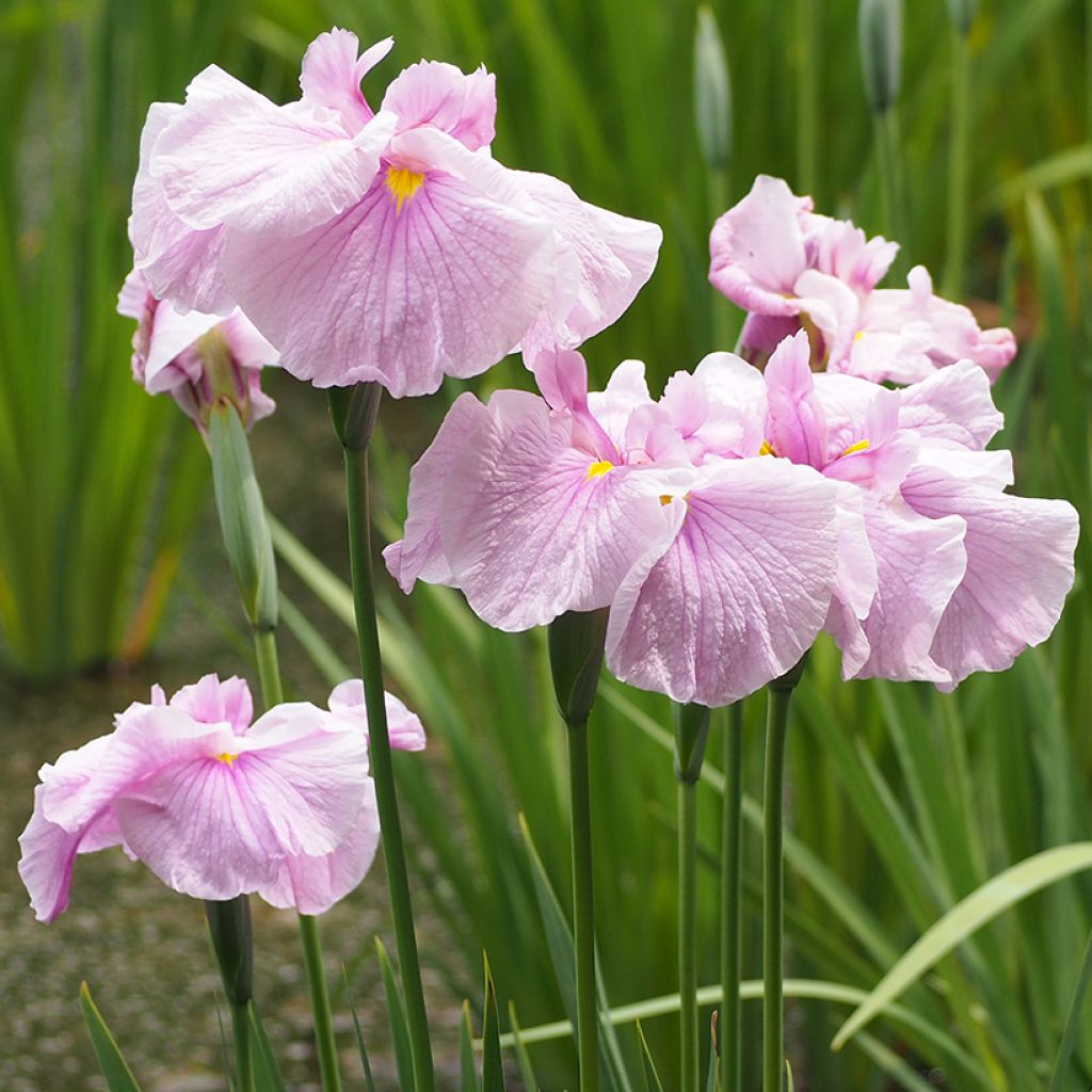 Iris ensata Dinner Plate Tub Tim Grob - Japanische Schwertlilie