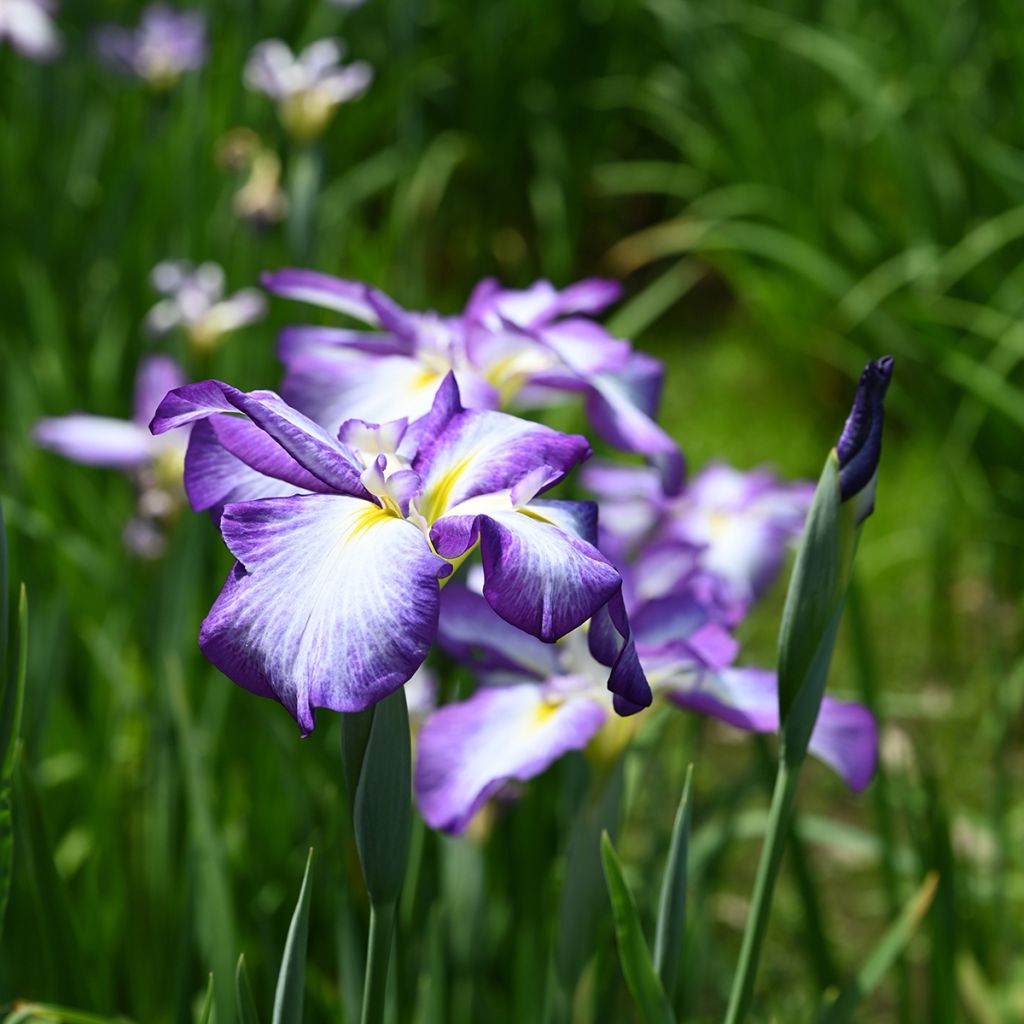 Iris ensata Gracieuse - Japanische Schwertlilie