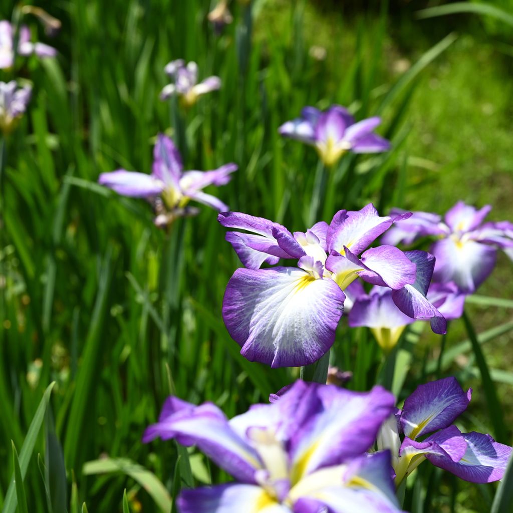 Iris ensata Gracieuse - Japanische Schwertlilie