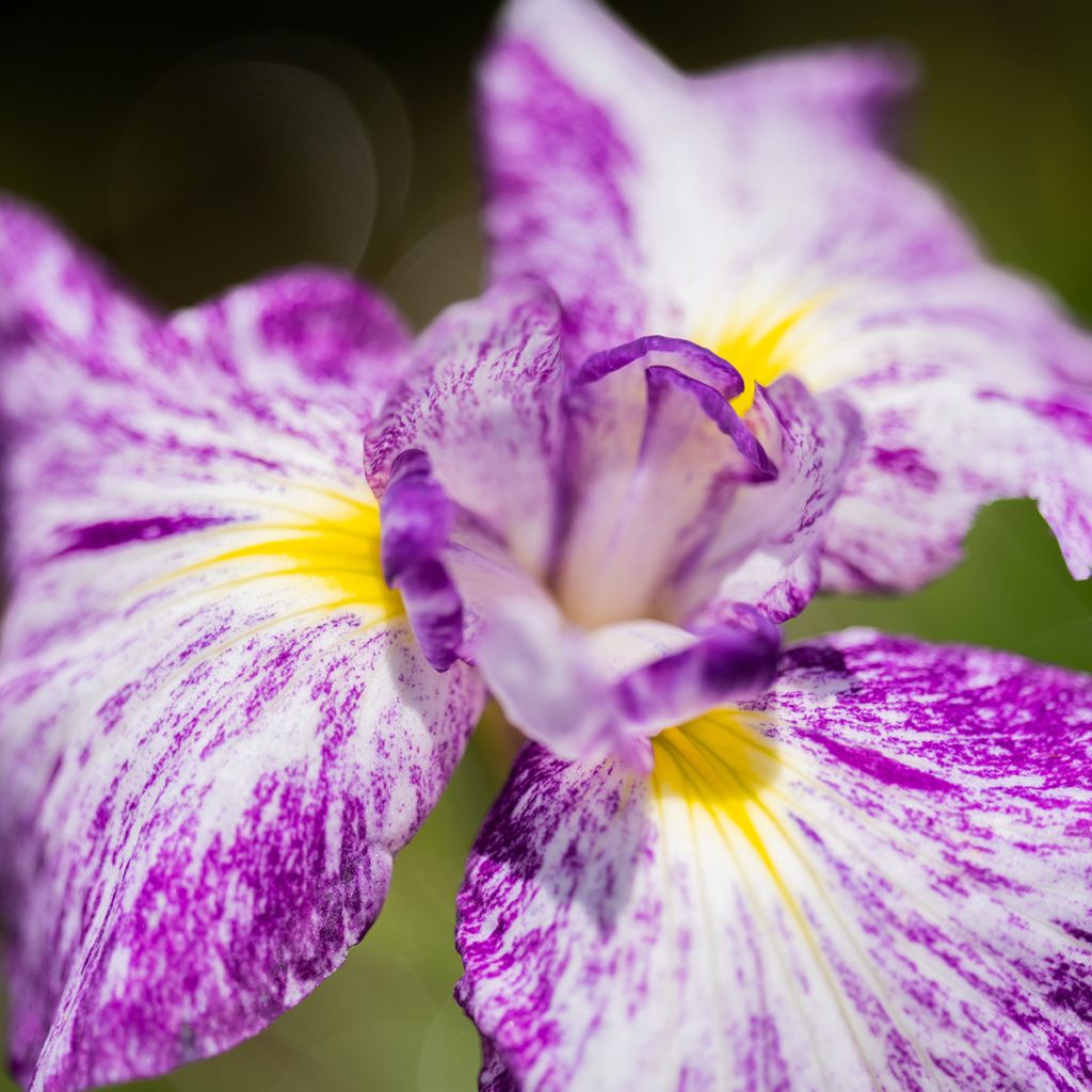 Iris ensata Harlequinesque - Japanische Schwertlilie