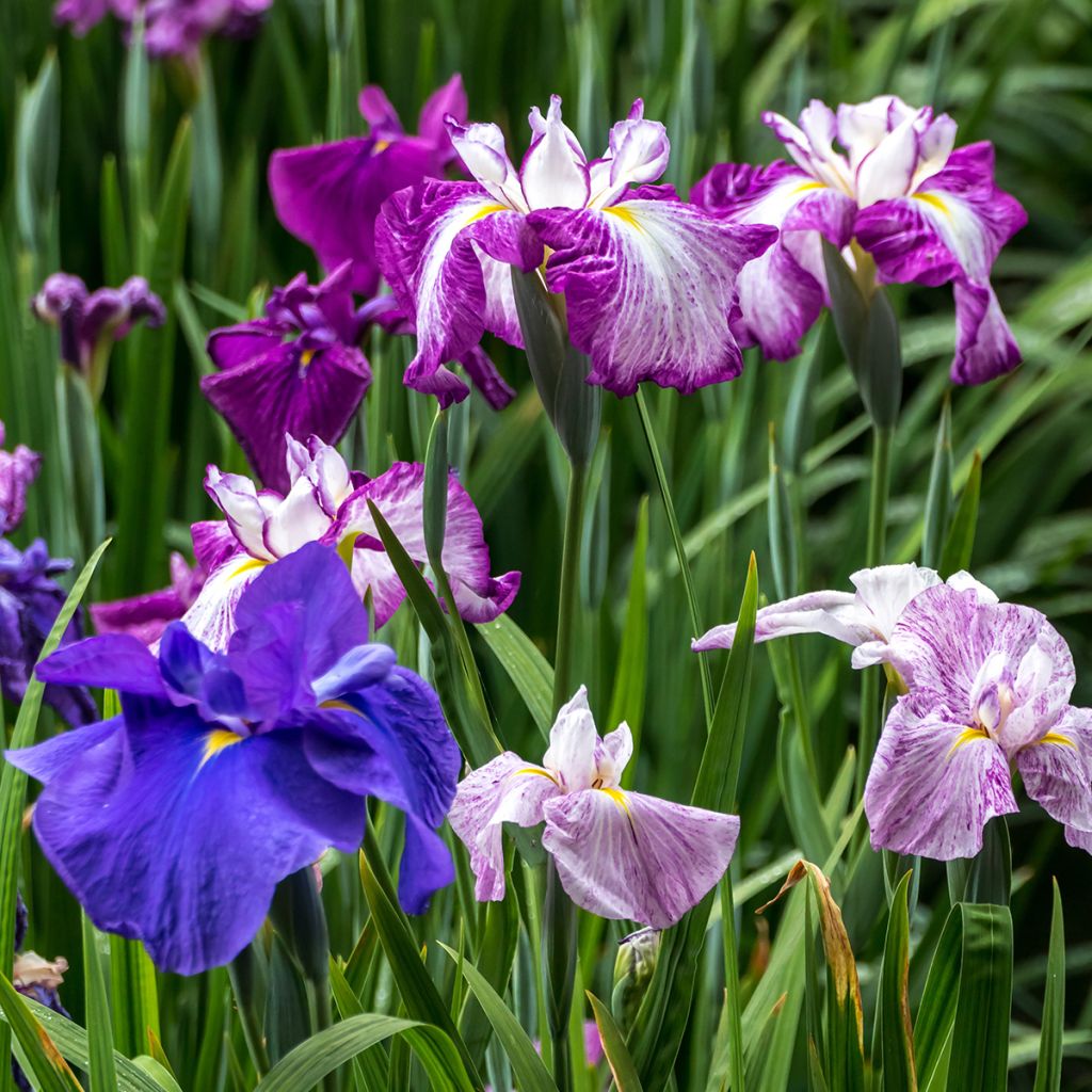 Iris ensata Harlequinesque - Japanische Schwertlilie