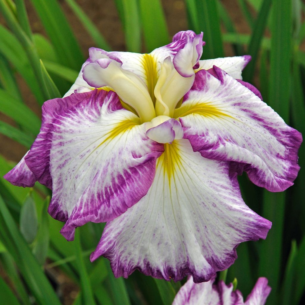 Iris ensata Harlequinesque - Japanische Schwertlilie