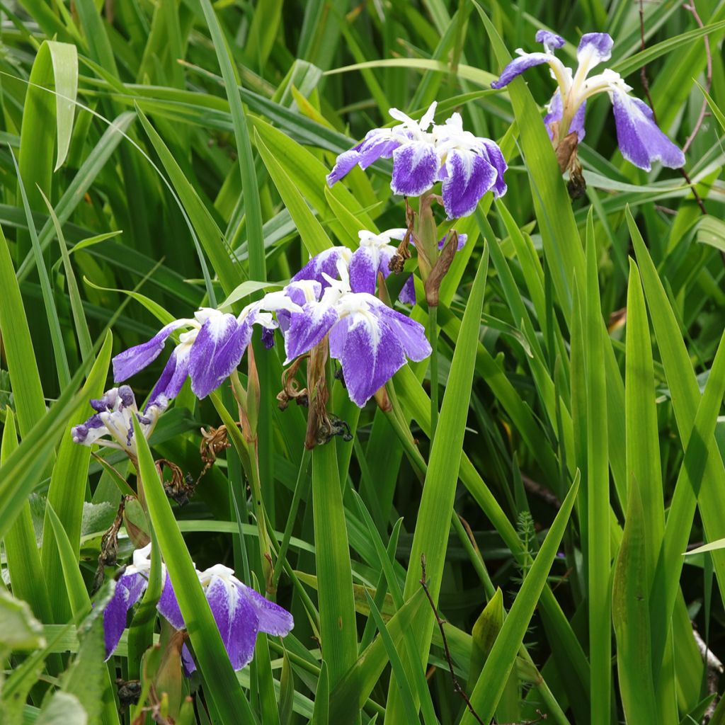 Iris ensata Montrosa - Japanische Schwertlilie