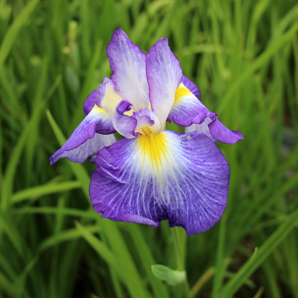 Iris ensata Ocean Mist - Japanische Schwertlilie