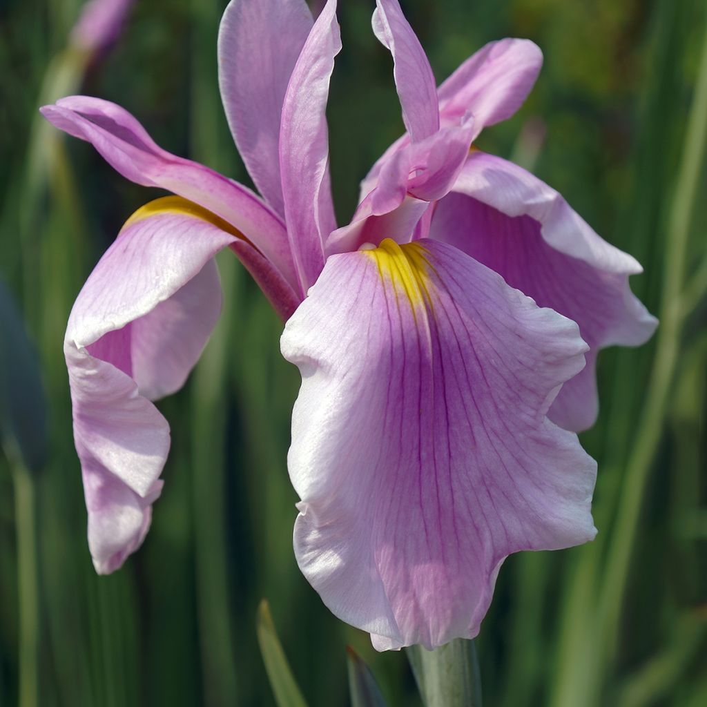 Iris ensata Rose Queen - Japanische Schwertlilie