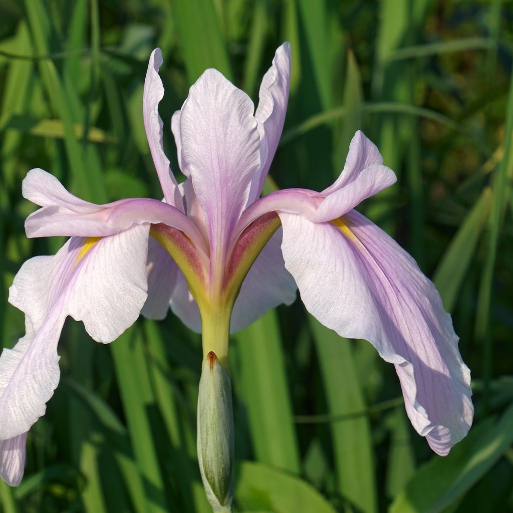 Iris ensata Rose Queen - Japanische Schwertlilie