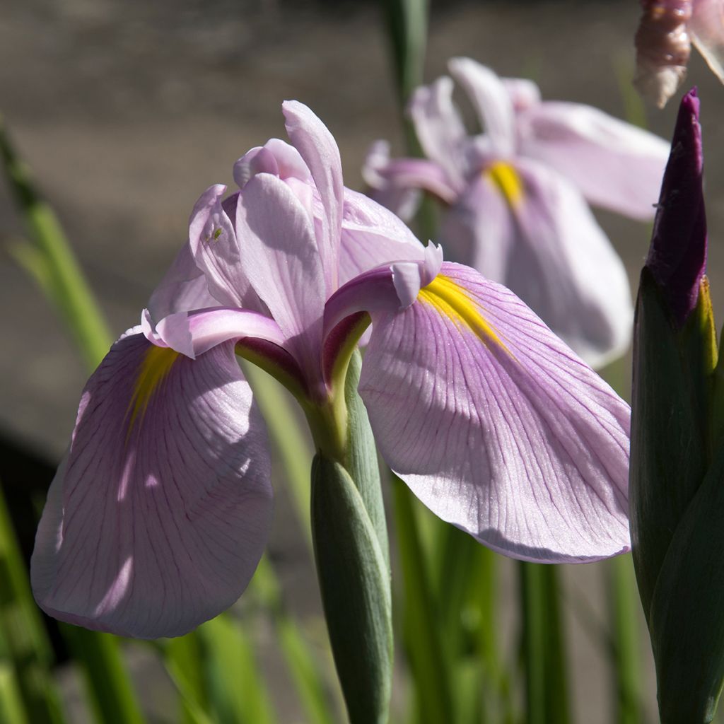 Iris ensata Rose Queen - Japanische Schwertlilie