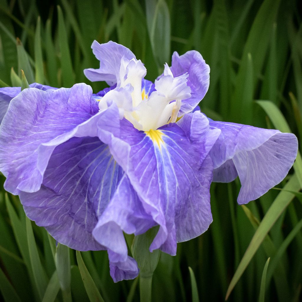 Iris ensata Sugar Dome - Japanische Schwertlilie